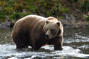 A Kodiak bear