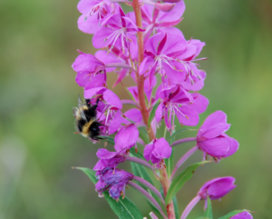 Fireweed blossom; bee