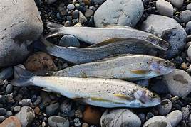 Four grayling, laid out on rocks