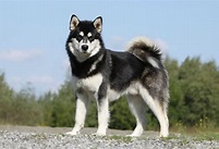 malamute, standing