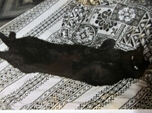 Black cat on badk on bed