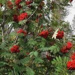 Mountain ash with berries