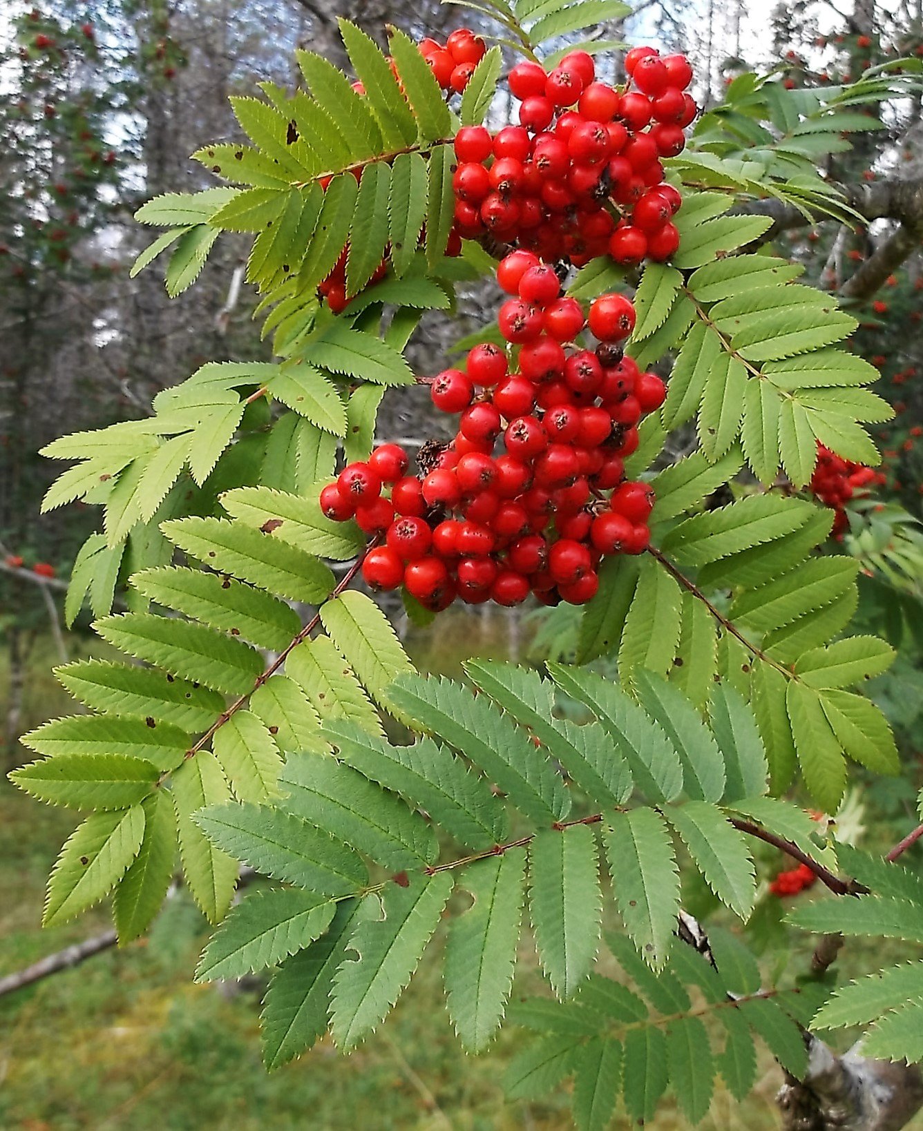 Beautiful Mountain Ash A Profile Of A Tree The Alaska Mystique   Mtn Ash 1 